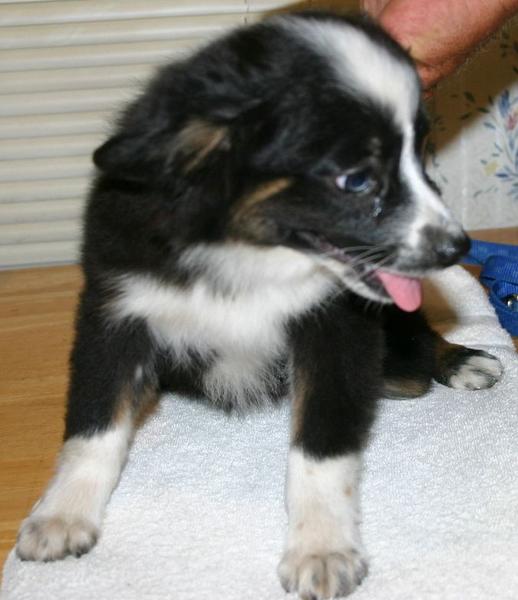 Bailey is a teacup she is under 10" but loves to herd the goats