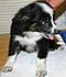 Bailey is a teacup she is under 10" but loves to herd the goats