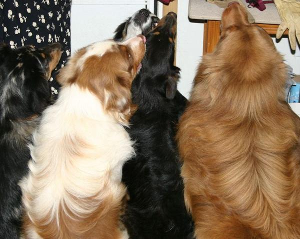 Line up for treats