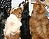 Line up for treats