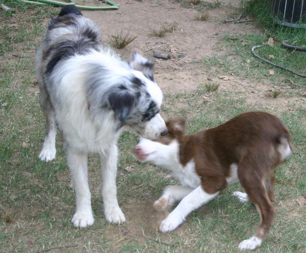 Scout  With his Dad Sam Bass (Minis)