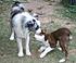 Scout  With his Dad Sam Bass (Minis)