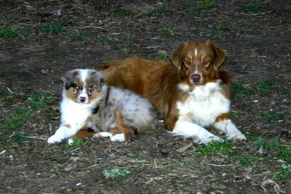 Bonnie & Lil
 Bonnie is a mini lil will be full size