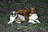 Bonnie & Lil 
 Bonnie is a mini lil will be full size