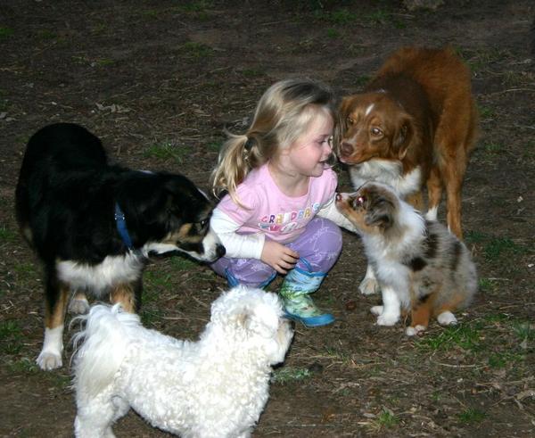 Sydney with pups