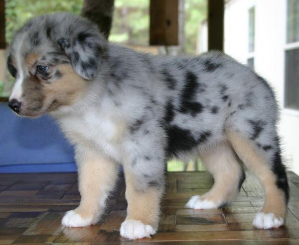 one eyed Charley
 Mini aussie