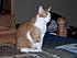 Pictures of Daddy's boy, who is now waiting for him at the Rainbow Bridge.