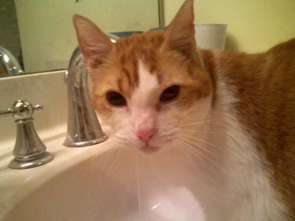 I loved to drink from the sink.