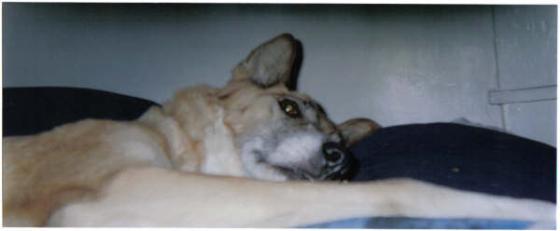 Cheyenne resting from being sick on her meds.