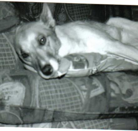 My baby Cheyenne before she got cancer.