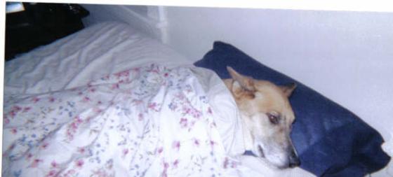 Cheyenne all covered up a day after she had a bone marrow test still recovering from the pain of the test.