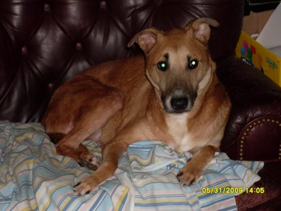 Now this is Sadie she's my new dog that I got after Cheyenne passed away. I got Sadie from an animal shelter in 2006 and she was 7 months old even though they said she was 1 1/2 years old but she was still cutting teeth and growing.