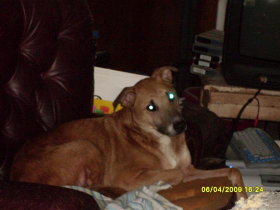 Sadie looking at me after I meantioned the word food.