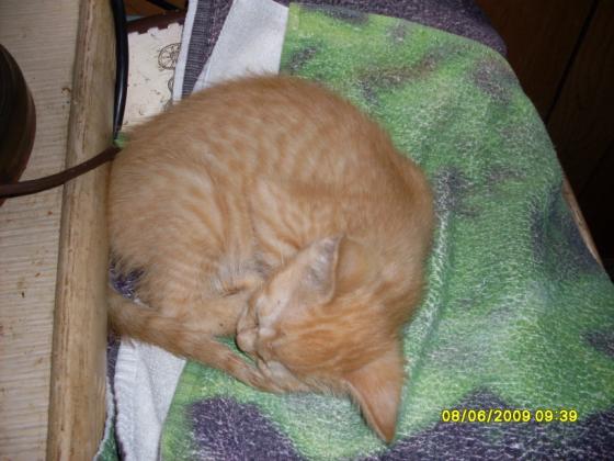 Oliva sleeping away after eating her hearty healthy breakfast that I cooked up personally.