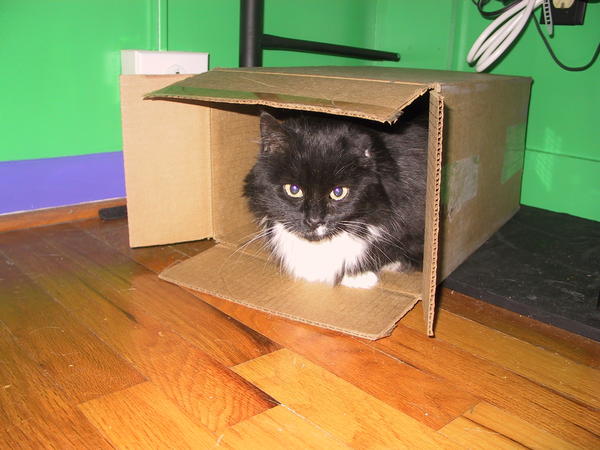Chloe was a very sweet and funny longhaired cat with a sad background of neglect.  There was reason to believe she'd been left by former owners several times, and this last time when a friend moved and said she couldn't take Chloe, I couldn't turn my back on her.  I was glad my late husband and I gave her a good home for the few years we had her before she succumbed to liver cancer.