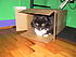 Chloe was a very sweet and funny longhaired cat with a sad background of neglect.  There was reason to believe she'd been left by former owners...
