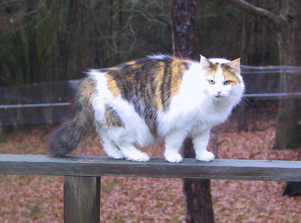 Sophie on Deck
