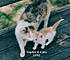Sophie showed up at the house in the spring of 1992 with three still-blue-eyed kittens scampering behind her.  I found a home for the female kitten,...