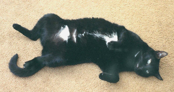 Isis - taken by my friend, Jeannie, in or around 1991