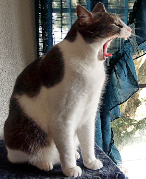 Roar!