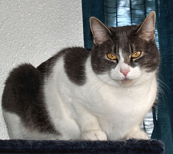Franklin