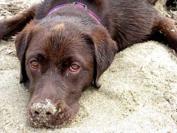 On the Beach, Sand nose!
10/11/2011