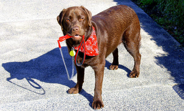 Ready for a walk in the sun.
21/10/2011