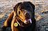Featured on: November 15, 2011
Chocolat is my Two-year-old Chocolate Labrador girl. Previously abused, she was rescued by my family and she is the best dog I could have ever asked for. She's lively, energetic, and simply wonderful!

Likes:
Chewing things, exploring, playing, getting treats, cuddling, digging, giving kisses, dragging toys around, her rugby ball, her human/dog friends.

Dislikes:
Dogs bigger than her, strangers, Vacuum, Fireworks