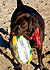 "I'm ready to play ball! I brought my favourite!" 
21/12/2010