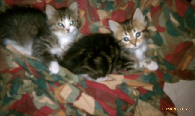 Name: IMAG0387.jpg
Views: 534
Size: 93.8 KB