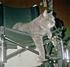 Bingo was my Grandmothers cat that I took care of after my Grandmother passed away. I lost her to Cancer right after Christmas 2008.