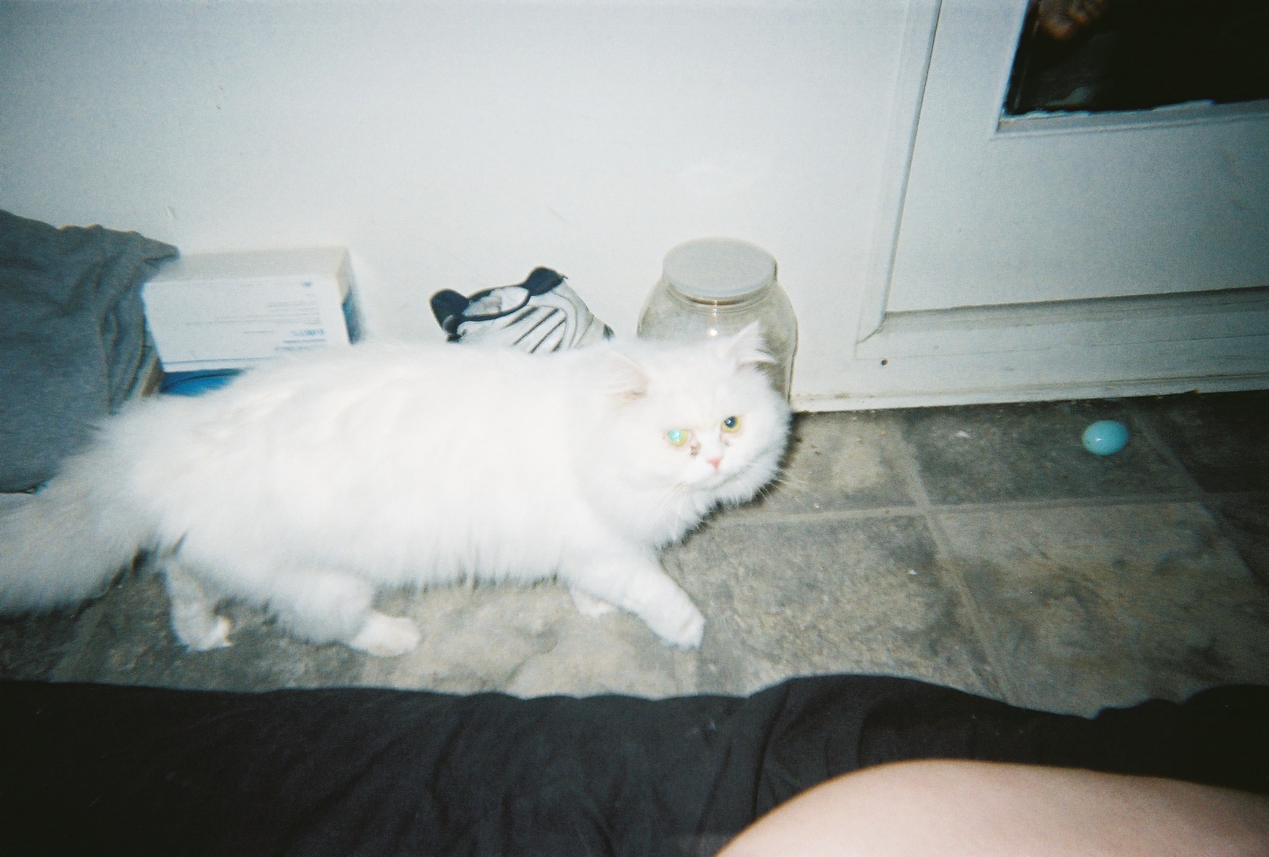 Big Ceaser the daddy to Peanut, T.J., and Lilly, and the Grandfather to three of our younger cats.