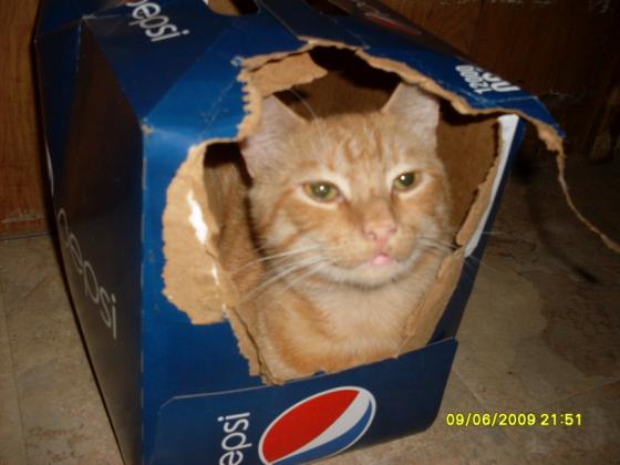T.J. making an empty Pepsi box his own.