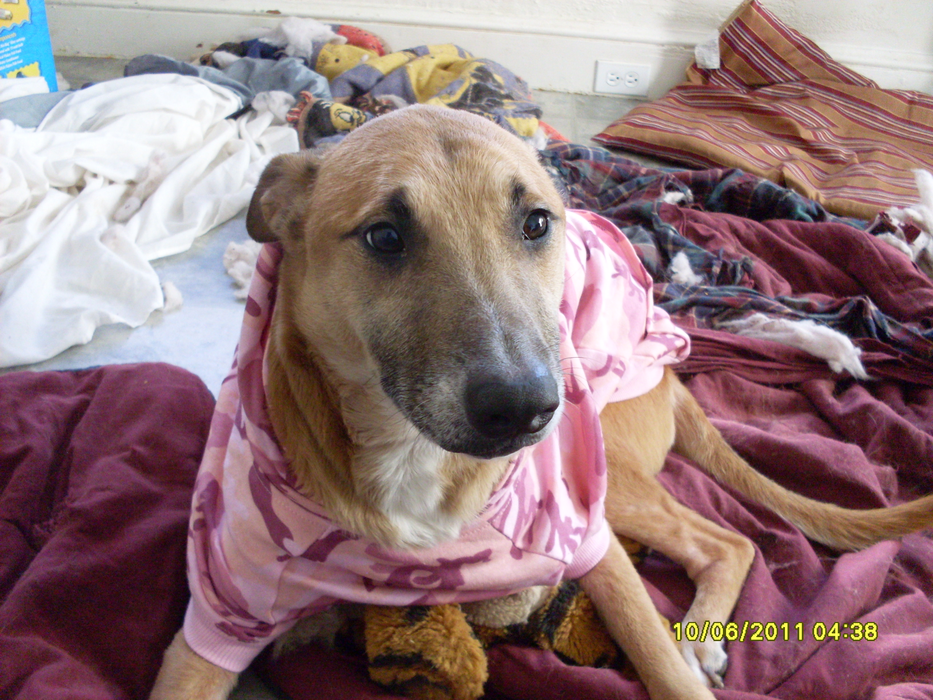 Sadie sporting her new hoodie sweatshirt.