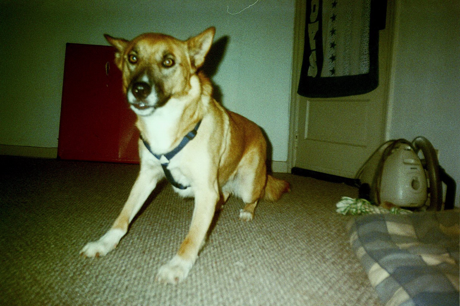 Cheyenne wanting to play some more