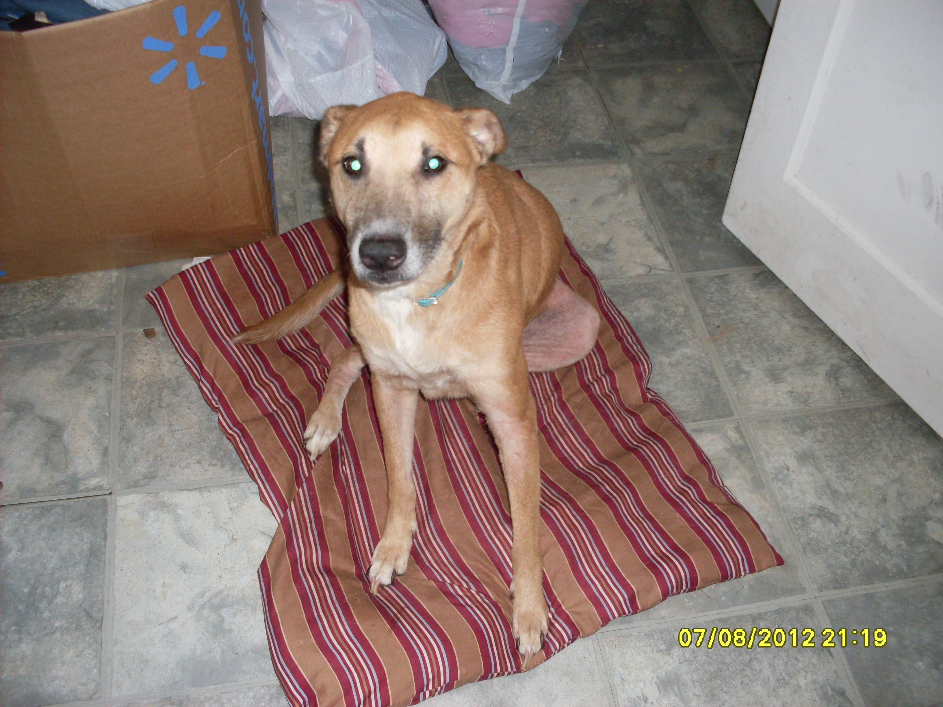Sadie "May I please have my meaty bones"