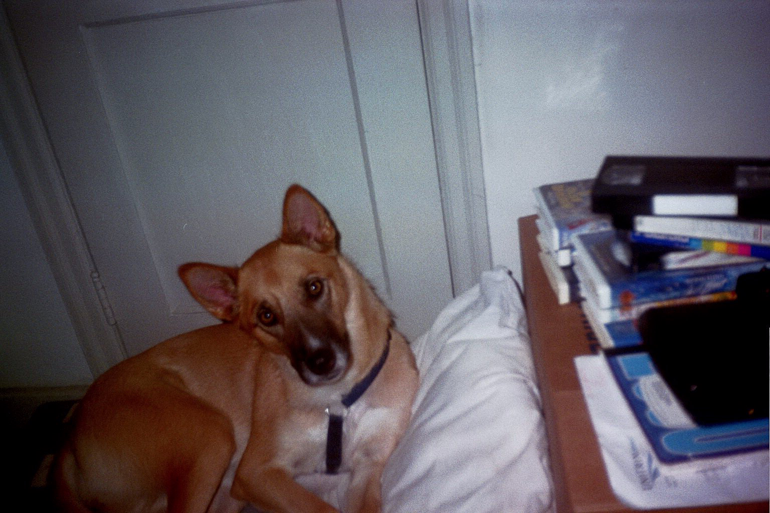Cheyenne with her head tilted looking at me.