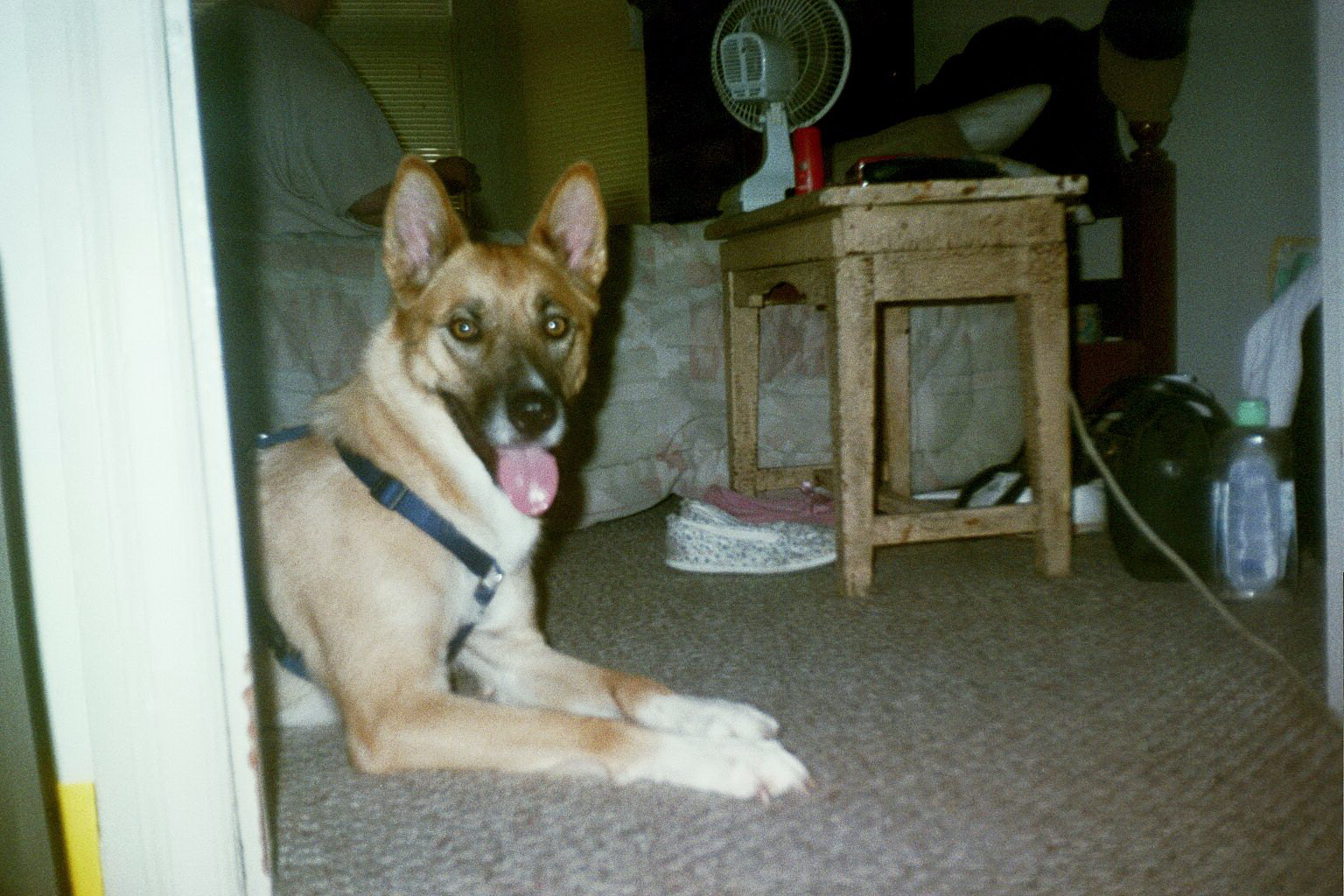 Cheyenne resting from playing my her Grandmother's room