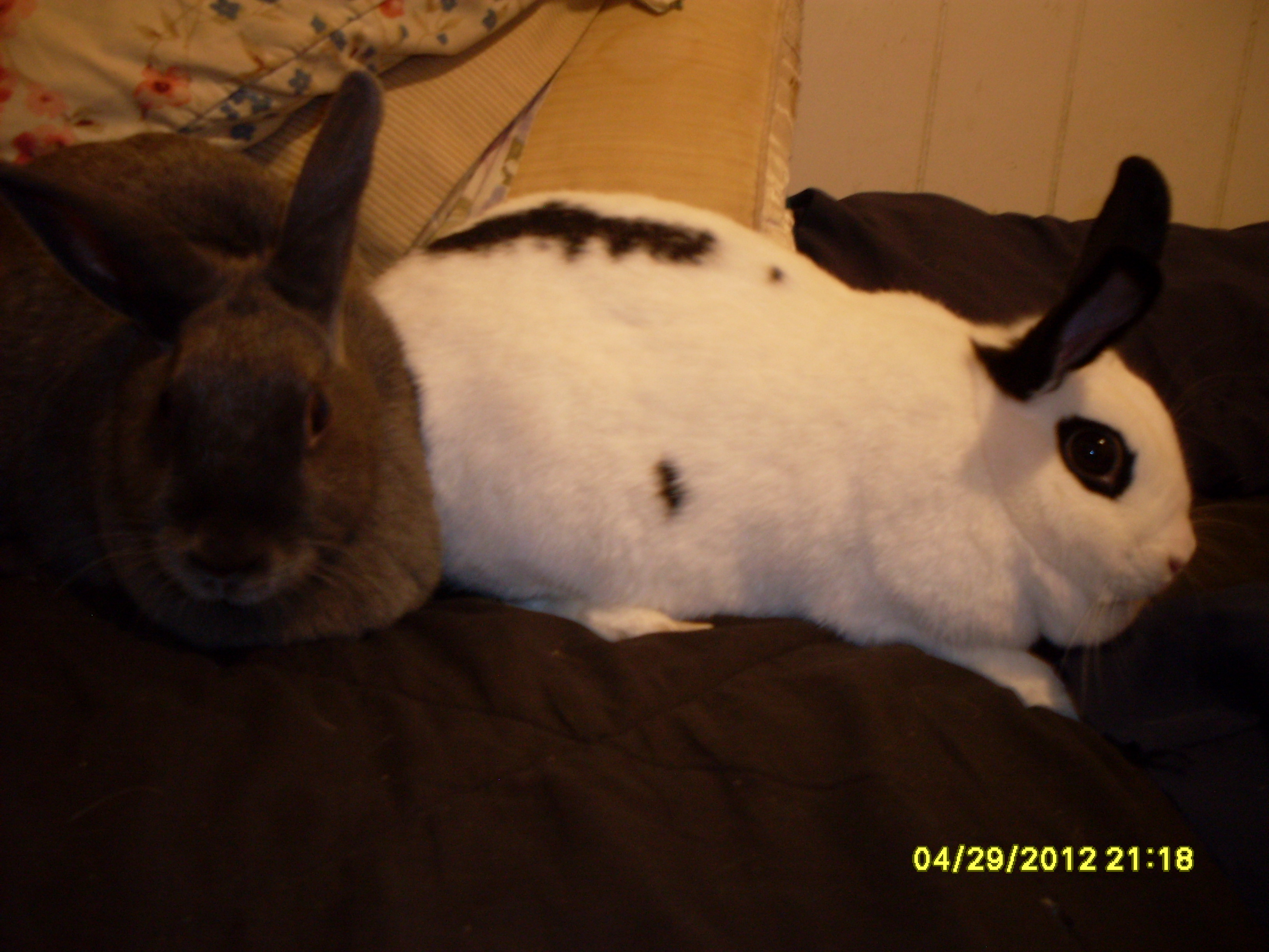 Buggs Bunny and Specks