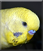 Name:  large.jpg
Views: 126
Size:  10.8 KB