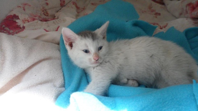 Name: cerabella2.jpg
Views: 171
Size: 58.9 KB