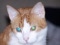 Oscar Meyer's Avatar